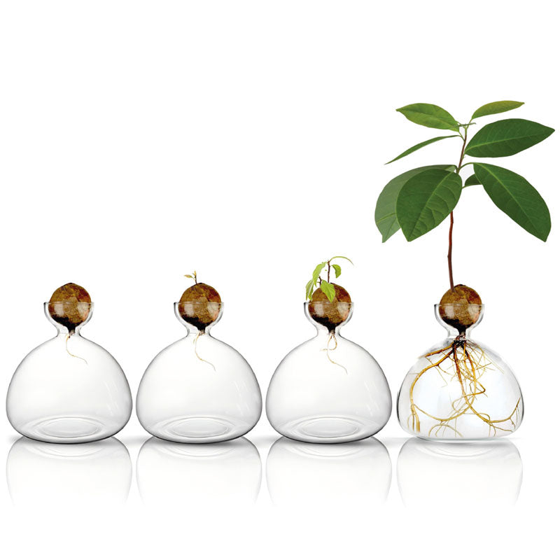 כלי זכוכית מעוצב לגידול אבוקדו