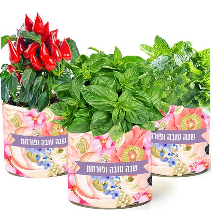 צמח בפחית שנה טובה ופורחת