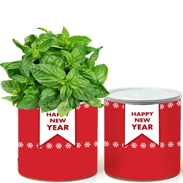 צמח בפחית - Happy New Year