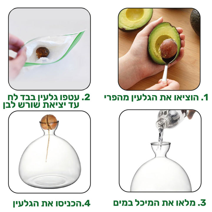 כלי זכוכית מעוצב לגידול אבוקדו