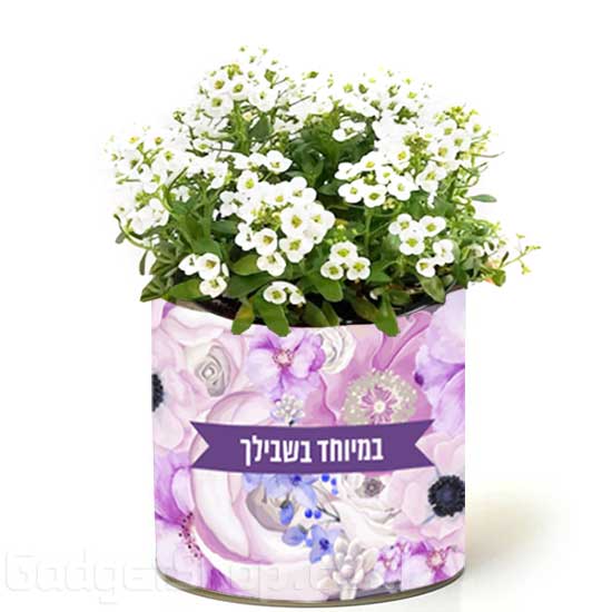 צמח בפחית - במיוחד בשבילך