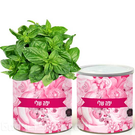 צמח בפחית - יפה שלי