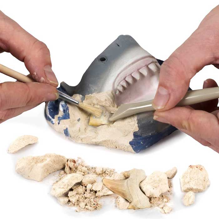 ערכת חפירה וארכיאולוגיה – שיני כריש