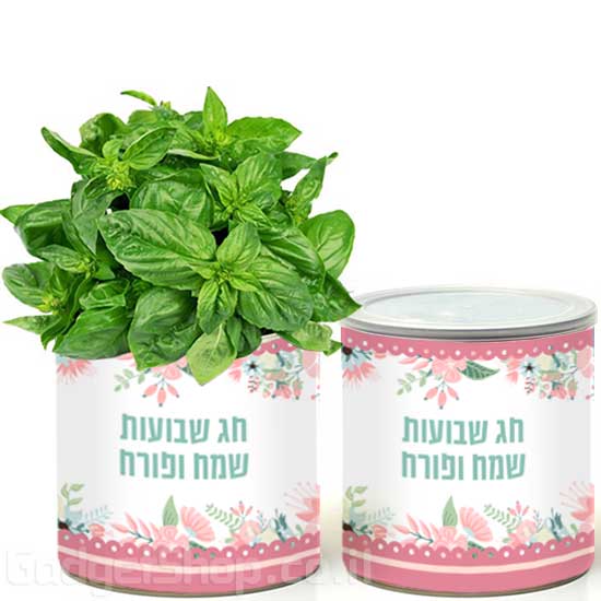 צמח בפחית חג שבועות שמח ופורח